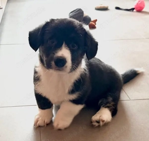 Welsh Corgi Welpen reinrassig