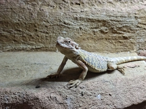 Bartagamen mit Terrarium Pogona Viticeps Bild 3