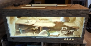 Bartagamen mit Terrarium Pogona Viticeps