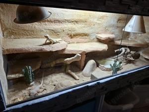Bartagamen mit Terrarium Pogona Viticeps Bild 4