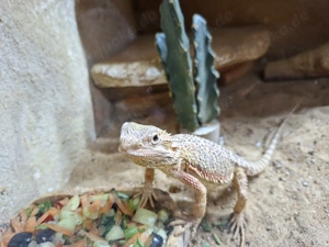 Bartagamen mit Terrarium Pogona Viticeps Bild 2