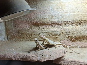 Bartagamen mit Terrarium Pogona Viticeps Bild 5
