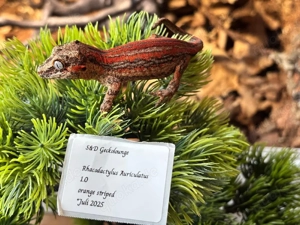 Verschiedene Arten neukaledonischer Geckos Bild 5