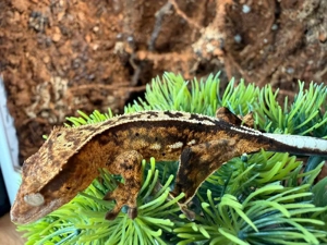 Verschiedene Arten neukaledonischer Geckos Bild 6