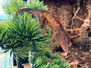 Verschiedene Arten neukaledonischer Geckos Bild 7