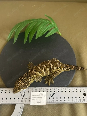 Verschiedene Arten neukaledonischer Geckos Bild 8