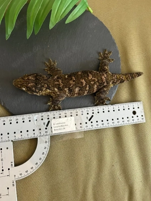 Verschiedene Arten neukaledonischer Geckos Bild 9