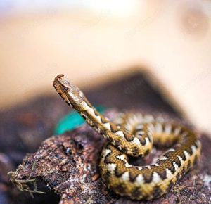 1.0 Vipera ammodytes Nz 08 25