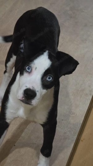 hofft endlich auf ein fürimmer Zuhause 