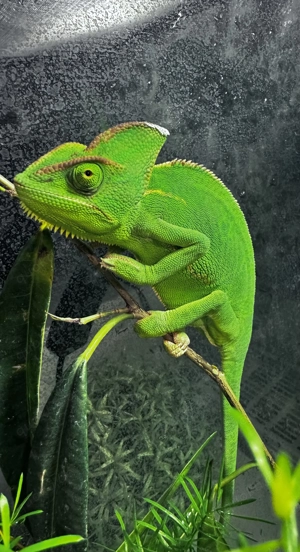 Chamäleon zu verkaufen 