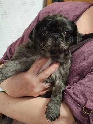 Retromos Welpen ab Mitte Februar zu verkaufen.