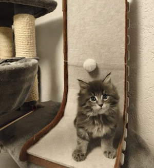 Maine Coon Kitten