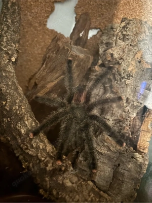 schöner Avicularia Juruensis männchlich