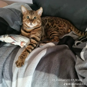 Bengal deckkater mit Stammbaum 