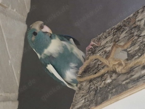 Ziegensittiche Jungvögel 