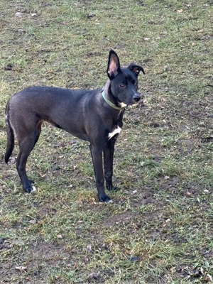 Mischlingshund, jung und freundlich Bild 2