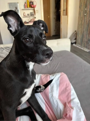 Mischlingshund, jung und freundlich