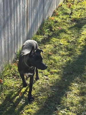 Mischlingshund, jung und freundlich Bild 3