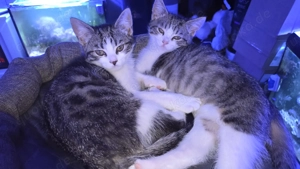 Zweisüsse PerserMix Jungs abzugeben Bild 2