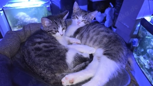 Zweisüsse PerserMix Jungs abzugeben