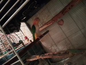 papagei hanzamt alsh pershen abzugeben