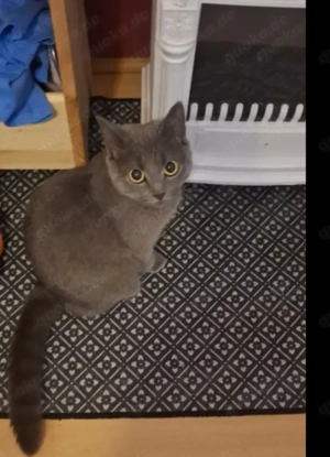 BKH Katze 1 Jahr alt 