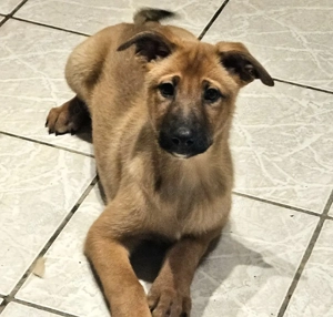 X-Herder + Mali Welpen!!!!!