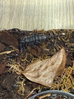 Skorpion Heterometrus