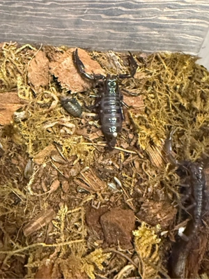 Skorpion  Heterometrus