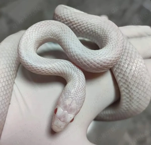 Kornnatter adulte Tiere verschiedene Farbvarianten 