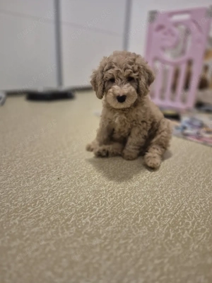 Pudel   Kleinpudel Welpen 