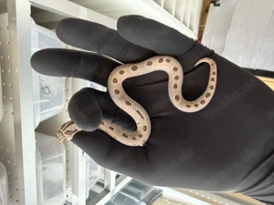 1.0 Super Arctic Conda 66% Albino Lavender