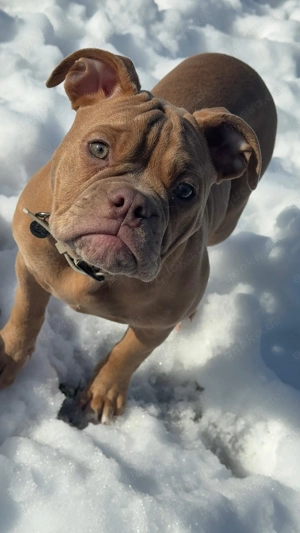 Letzte Hündin aus meinen 13er-Wurf sucht noch ihr zu Hause für immer  Old Englisch Bulldogge