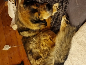 Bernersennenhund Mischling zu verschenken 