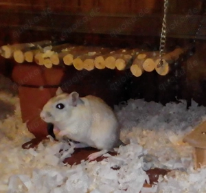 Rennmaus Weibchen abzugeben