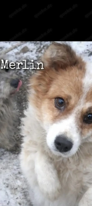 Unsere süßer Merlin sucht ein gutes Zuhause