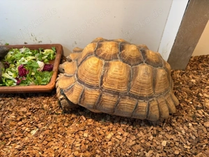 Spornschildkröte männlich