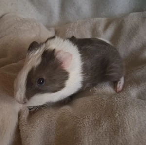 Meerschweinchen Männchen sucht neues Zuhause 