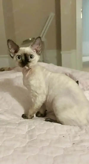 Devon Rex Mädchen 3,5 Monate   mit Stammbaum, FPL FIFe