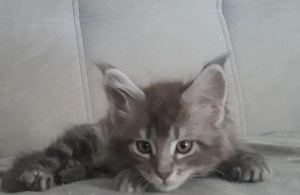 maine Coon Kitten Mädel mit Stammbaum