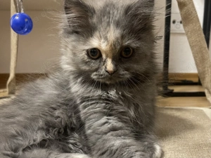 Perser Kätzchen(Sofort abholbereit)