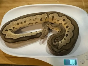 Cinnamon Clown Königspython