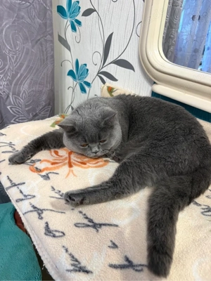 Erfahrener BKH Deckkater in Blue   Blutgruppe A   Deckerfahren & Sehr Lieb