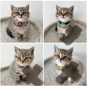 BKH Kitten weibchen