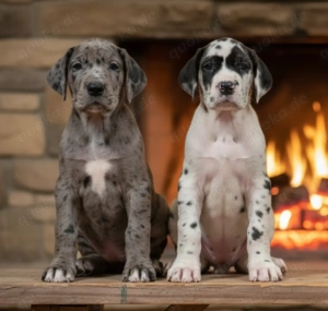 Deutsche Dogge Welpen 