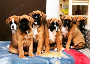 Zuckersüße Boxerwelpen suchen ihr Traumzuhause