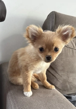 Langhaariger Chichuahua Rüde