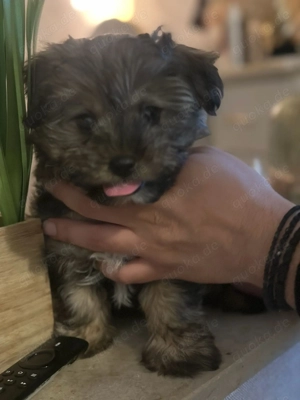Yorkie Shih-Tzu Mix (Shorkie) 