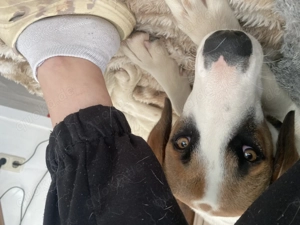 Zuhause gesucht für Idefix