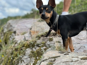 Zwergpinscher Deckrüde mit Erfahrung  Bild 5